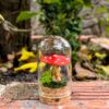 Mini Mushroom Specimen Jars - Handmade Polymer Clay Mushrooms in Glass Jars with Cork Lids - Cottage Core and Witchy Aesthetic Home Decor - Unique Christmas Gift Idea